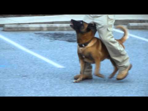 Police K9 Tactical Obedience Police K9 Tactical Obedience