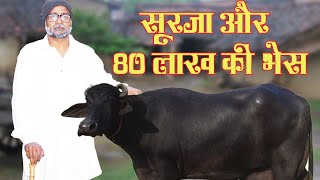 सुरजा और 80 लाख की भैंस | Haryanvi Comedy Video | Haryanvi Comedy 2022 | SV Drama