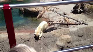 Swimming polar bear at San Diego Zoo