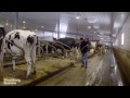 how robots are saving the dairy farm