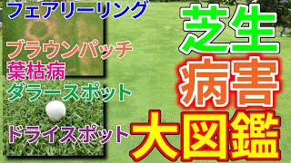 【我が家の】芝生病害大図鑑【裏庭パッティンググリーン】