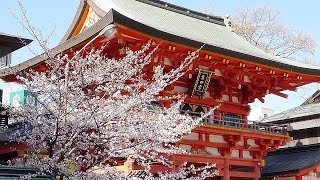 【春🌸爛漫】きょうのタンタンの住む街、神戸🌸 桜が咲く🌸 同じ空のした、素晴らしい未来へ願いを込めて🌸 #2022年3月27日🐼