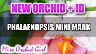 New Orchid - Phalaenopsis Mini Mark