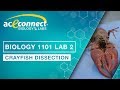 Biology Lab || Crayfish Dissection