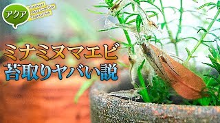 ミナミヌマエビの糸状ゴケ取り能力がヤバすぎた #アクアリウム 【ビバアクア】