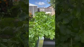 dhaniya patta kaise lagaye   || how to grow coriander leaves #shorts #ytshorts #shortsvideo