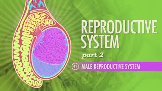 Reproductive System, Part 2 - Male Reproductive System: Crash Course Anatomy & Physiology #41