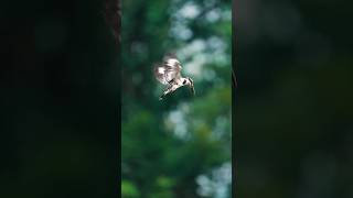 pied kingfisher dive#nature #wildlife #kingfisher #athirapilly #reels