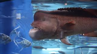 BBC Blue Planet II 'Transgender Fish'? - Asian Sheepshead Wrasse