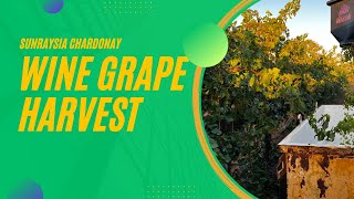 2023 Sunraysia Farm Harvest: Is This Mildura's Best Wine Grape Crop Yet?