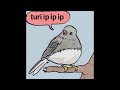 Turi ip ip ip bird