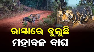 ରାସ୍ତାରେ ବୁଲୁଛି ମହାବଳ ବାଘ | Odisha Reporter