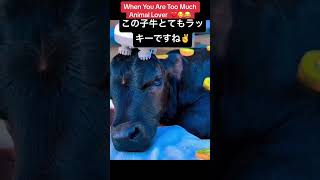 可愛い子牛🐮🐮#牛　飼主さんが動物好きで❤️堪らない #quiz #music #bgm #games #puzzle #cute #musicgenre #love