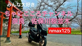 ちゃにこころチャンネル　奈良の佐保川沿いの桜並木動画。　#nmax125 #桜並木 #奈良 #バイク好きな人と繋がりたい