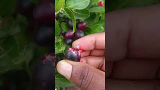 #garden#karonda|Carissa#fruit