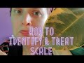 Identifying & Treating Scale On Plants // How To