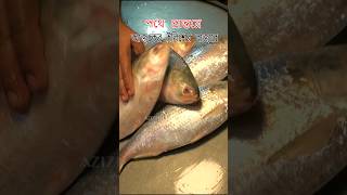 জমজমাট ইলিশের আজকের বাজার #shortsviral #hilsa_fish #fishmarketbd #দেশীমাছ #riverfish