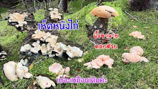 เห็ดหนังไก่ป่านอร์เวย์ 🇳🇴 ดอกใหญ่ เยอะเหมือนเดิมค่ะ🍄🍄