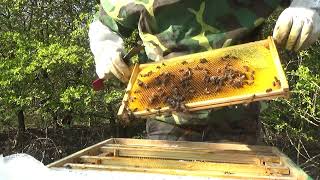 БЕРЕЗНЕВИЙ РОЗВИТОК БДЖІЛ 🐝🐝🐝