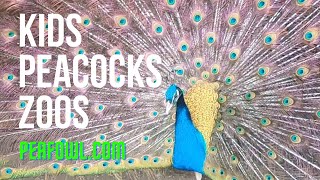 Kids Peacocks Zoos, Peacock Minute, peafowl.com