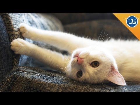 How to Stop Your Cats From Scratching Furniture How to Stop Your Cats From Scratching Furniture