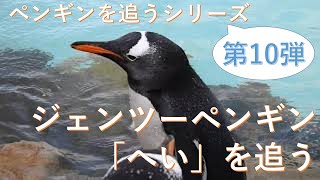 ジェンツーペンギン「へい」を追う