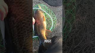 Huge fish#musky #carpfish #muskybaits #fish #carp #smallmouth #freshwaterfish #fishingtips #carp