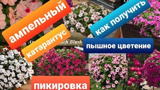 Ампельный катарантус /Сроки пикировки/Условия выращивания из семян