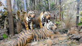 पेंच व्याघ्र प्रकल्प l Pench Tiger Reserve , Nagpur