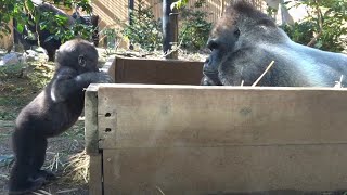 父ちゃん！僕はここだよ⭐️ゴリラ gorilla【京都市動物園】Daddy! I'm here/Gorilla