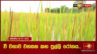 වී වගාව වනසන කහ පුල්ලි රෝගය