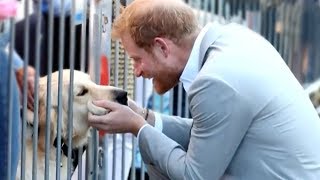 Meghan Markle and Prince Harry Greet Adorable Puppies and Babies While in Sussex!