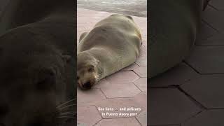 #Galapagos#baltra#puertoayora#sea#ferry#sealions#pelican#island