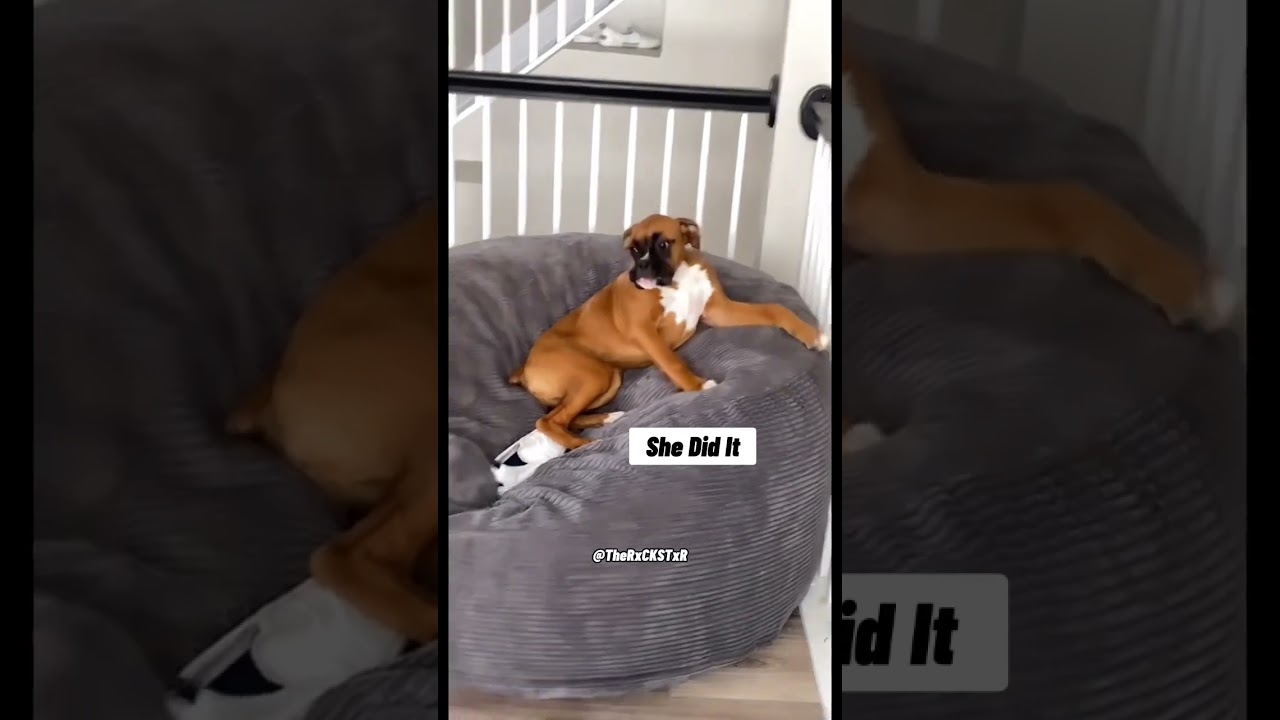 Which Dog is Guilty? - RxCKSTxR Comedy Voiceover!