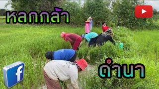 วิถีชีวิตชาวนา...สมัยปู่ย่าตายาย | สืบสานนานมา | หลกกล้าดำนา | ep.120