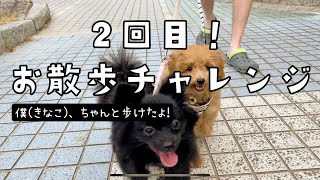 多頭飼いのお散歩チャレンジ！2度目の正直【ポメラニアンとトイプードル】