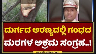 Davangere : ಅಧಿಕಾರಿಗಳಿಂದ್ಲೇ ನಡೀತಾ ಇದ್ಯಾ ಕಾಡು ಕಳ್ಳತನ..? | Sandalwood | NewsFirst Kannada