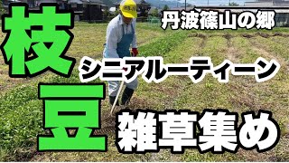 枝豆作りの手順、雑草集め編、丹波大黒豆、丹波篠山の郷、シニアルーティーン