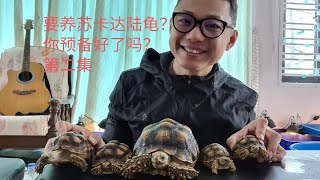 你要养苏卡达陆龟？🐢🐢 你预备好了吗？ 第二集