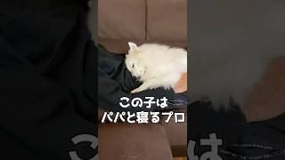 寝る時もパパにべったりな犬がかわいすぎる　#shorts #日本スピッツ #スピッツ犬