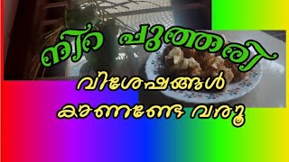 traditional ceremony / nira puthari / നിറ പുത്തരി / ഇല്ലം നിറ വല്ലം  നിറ / കാർഷിക ആചാരങ്ങൾ / കൃഷി