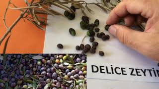 Delice Zeytin Nedir Faydaları Kullanımı