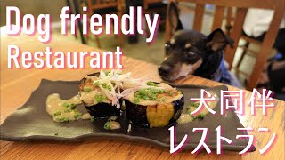 犬同伴可 レストラン 八十八夜 吉祥寺 今シーズン最後の浴衣 Dog friendly Restaurant HACHIJU HACHI YA