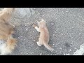 you need a cat for daily laughs 😂🐱 funny videos 2024