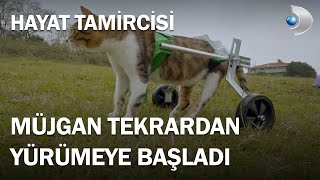 Hayat Tamircisi Arka Ayakları Felç Olan Müjgan Kediye Yürüteç Yaptı - Hayat Tamircisi 3.Bölüm