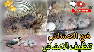 فتح الاعشاش🥰 وتنظيف الاعشاش من الابيض😱!.. وتنظيف الاعشاش عندي خروج الافراخ 🥰🐦