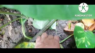 জঙ্গলে খুঁজে পেলাম টাকার গাছ। money plant in the jungle. #youtube video #shorts