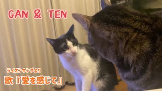 にゃイオンキング🐱👑