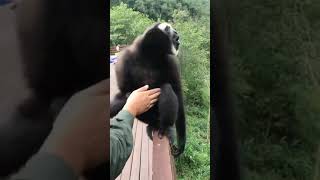 whooping gibbon