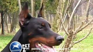 Dobermann- O prezentare de rasa